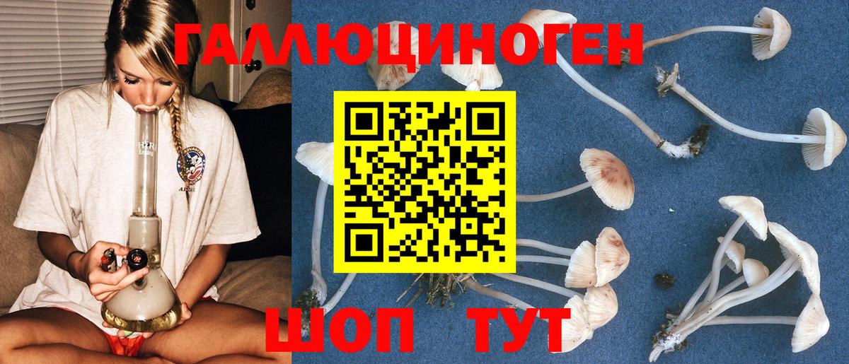 Галлюциногенные грибы Psilocybe Магнитогорск